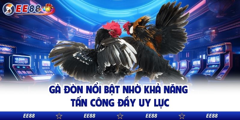 Gà đòn nổi bật nhờ khả năng tấn công đầy uy lực