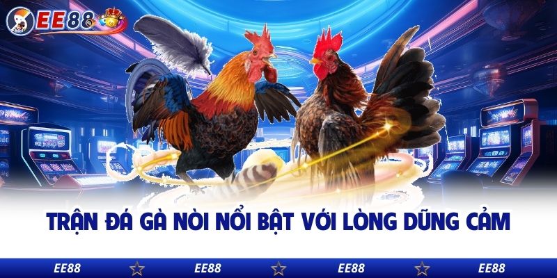 Trận đá gà nòi nổi bật với lòng dũng cảm